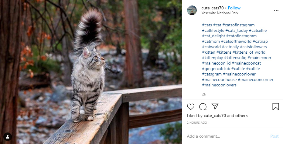 instagram hashtags for pets ideas examples