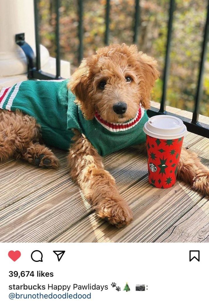 dog instagram user generated content example
